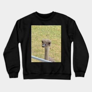 Peeping Ostrich Crewneck Sweatshirt